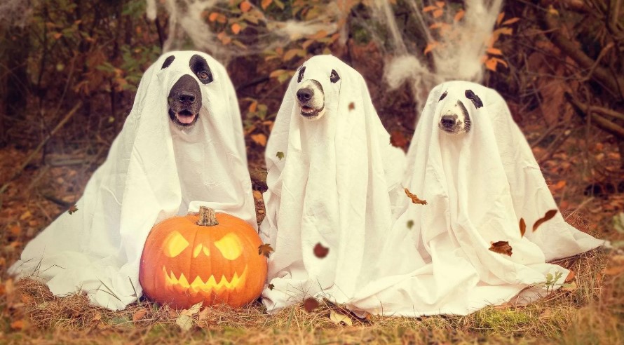 Spooktacular Styles: Safely Dressing Your Dog for Halloween Fun