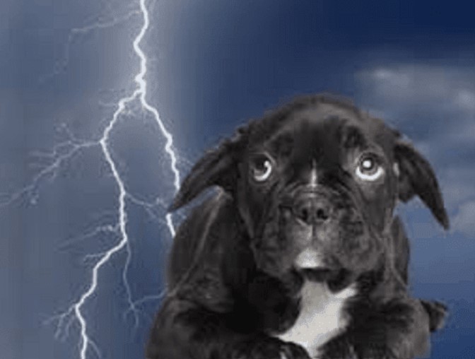 Calm Before the Storm: Strategies for Soothing Your Dog During Thunderous Weather